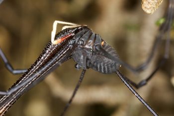Media type: image;   Invertebrate Zoology 29269